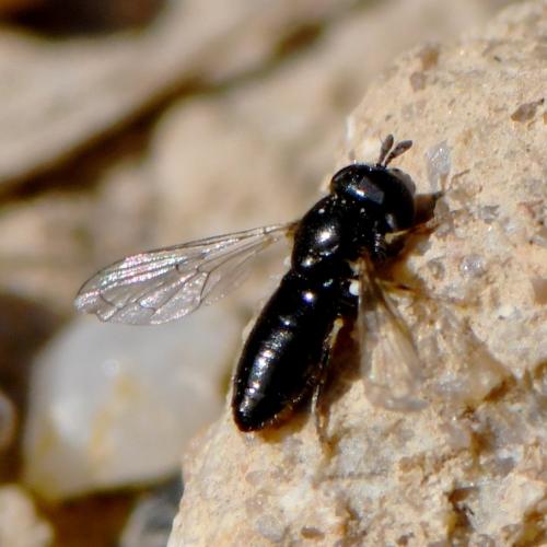 Réf. 248 629 : Paragus sp.